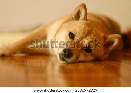 Cute and happy red shiba inu dog sitting in field at sunset stock photo