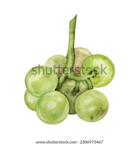 Hand drawn watercolor green grapes illustration on white background. Wine collection set design element.  For wine making events, tastings, fruit, restaurant menu card and invitation printing needs.