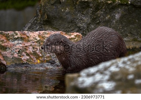 Otter in the water, Asia. Oriental small-clawed otter, Aonyx cinereus, water mammal in the water, Kalkata, India. Urban wildlife in the town. Nature wildlife.
