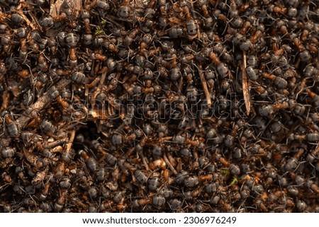 Close up view onto big forest fire ants working. Anthill in forest scene. Ant-hill