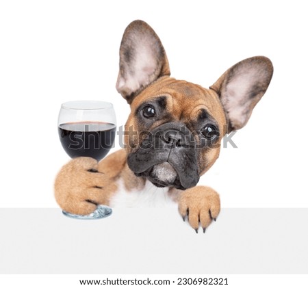 French bulldog puppy holds glass of red wine above white banner. isolated on white background