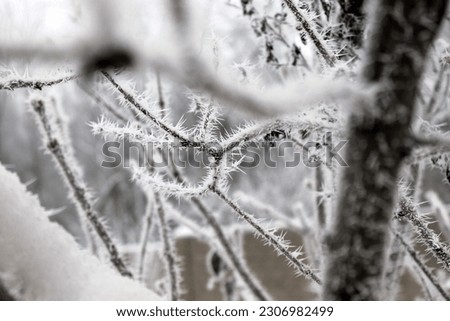 freezing foggy weather winter forest snow ice beautiful