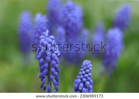 Tender blue Muscari neglectum flowers. Spring flowering. Blue buds flowers Muscari armeniacum . Grape hyacinth.  Spring season. Floral background. first spring flowers. Horizontal photo