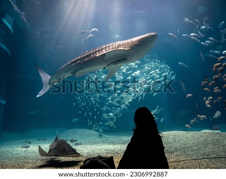 Rear silhouette of a person watching whale shark and looking at the variety of sea fish life in Osaka Aquarium Kaiyukan. Whale shark swim in one of the largest aquarium in the world in Osaka, Japan. Royalty-Free Stock Photo #2306992887