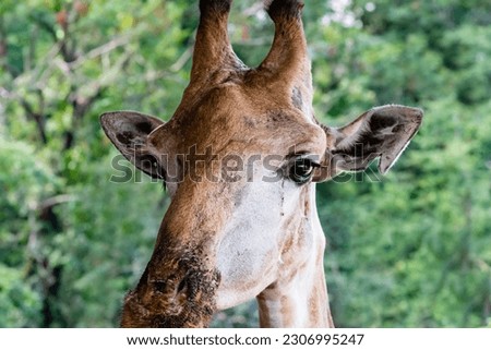 Extreme Close head shots of a towering giraffe. Royalty-Free Stock Photo #2306995247