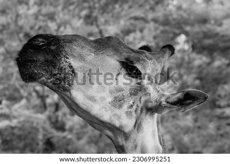 Extreme Close head shots of a towering giraffe. Royalty-Free Stock Photo #2306995251