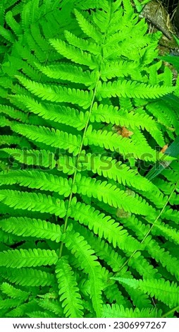 The ferns (Polypodiopsida or Polypodiophyta are a group of vascular plants (plants with xylem and phloem) that reproduce via spores Royalty-Free Stock Photo #2306997267