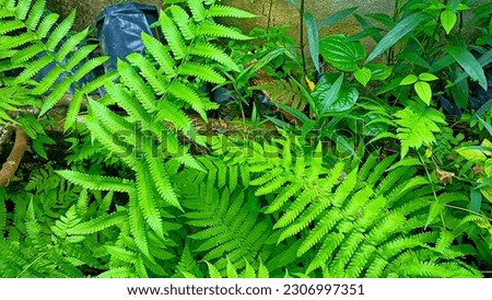The ferns (Polypodiopsida or Polypodiophyta are a group of vascular plants (plants with xylem and phloem) that reproduce via spores Royalty-Free Stock Photo #2306997351