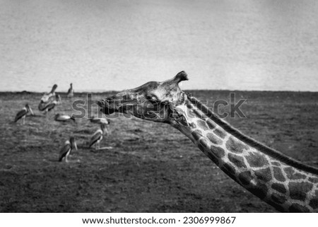 Close head shot of a towering Giraffe. Royalty-Free Stock Photo #2306999867