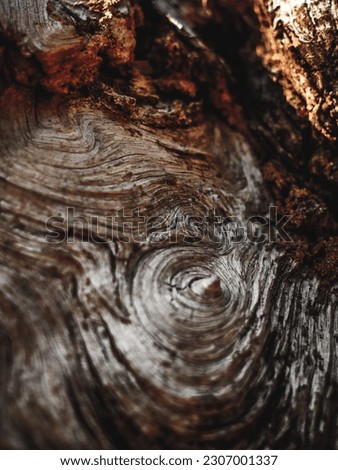 Wooden texture of relic tree