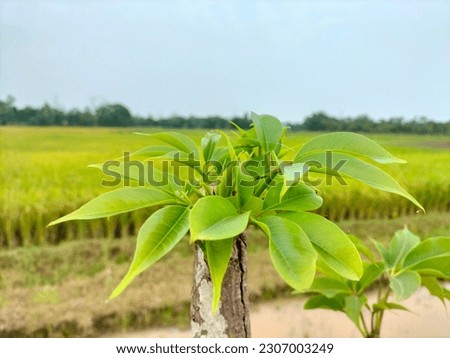 As the primary sites of photosynthesis, leaves manufacture food for plants, which in turn ultimately nourish and sustain all land animals. Botanically, leaves are an integral part of the stem system.