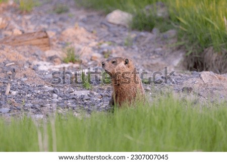 Ground Hog or Marmot, emerging from its burrow, early spring, Quebec, Canada.