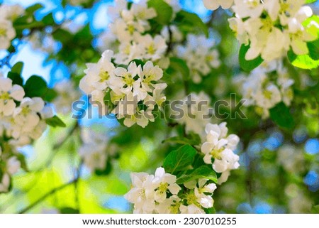 branches of blooming Apple tree, large tender white buds as a symbol of spring, beauty in nature, natural background of flowers, spring banner