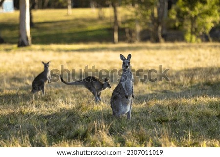 Beautiful kangaroo in the Australian bush, in the blue mountains, nsw. Australian wildlife in a national park in Australia. 