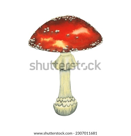 Watercolour wild forest leccinum aurantiacum red edible mushroom. Isolated hand drawn illustration on white background