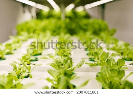 Long rows of green lettuce seedlings in small pots growing in large hothouse or inside vertical farm with no people or workers around Royalty-Free Stock Photo #2307011801