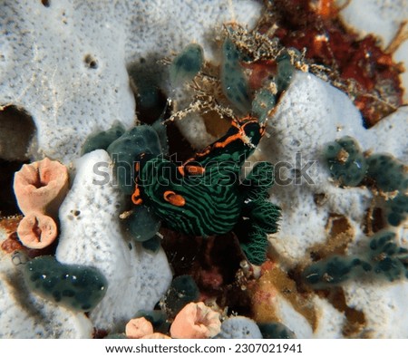 A Nembrotha Kubaryana nudibranch crawling on soft corals Boracay Island Philippines