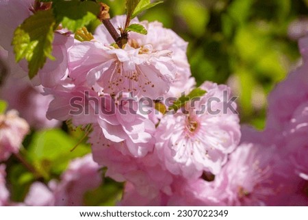 Close up view of blossoming sakura flowers. Pink cherry flowers. Floral background.