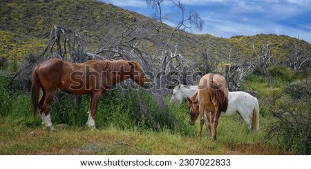 View of a couple of Salt River Wild Horses in the midst of wild flowers looking up in the Tonto National Forest