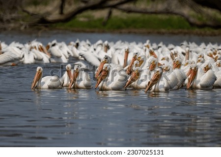 The flock of American white pelican (Pelecanus erythrorhynchos) on  the lake Michigan Royalty-Free Stock Photo #2307025131