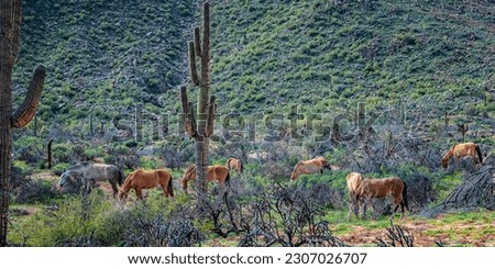 View of a few Salt River Wild Horses in the midst of wild flowers and a Saguaro in the Tonto National Forest during spring's super bloom.