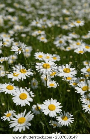 Beautiful white daisy field, selective focus, background photograph