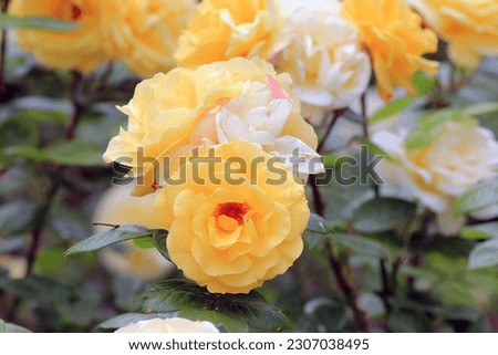 Yellow roses in the park on a blurry background
