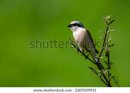 Red-backed shrike, Lanius collurio. A bird on a branch in a green background. Royalty-Free Stock Photo #2307039931