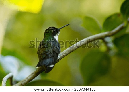 lovely photos of cute hummingbirds