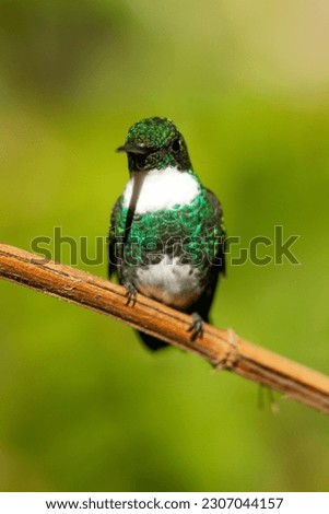 lovely photos of cute hummingbirds