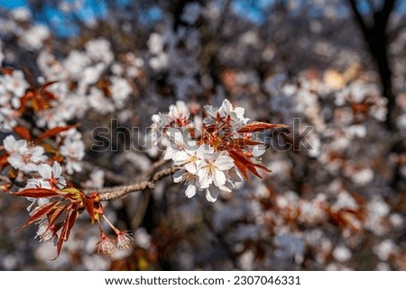 Close up of beautiful white Cherry Blossom bouquet in a blur background of surrounding flowers, leaves, and branches under the sun