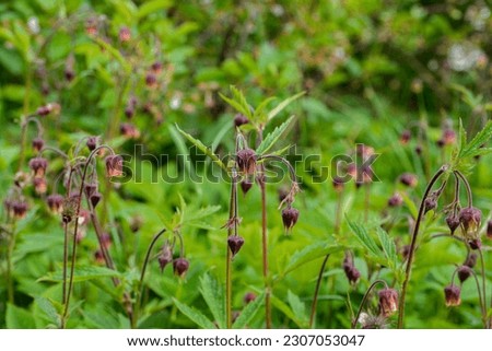 Close-up shot of nodding red flower of water avens (Geum rivale) growing in a green meadow surrounded with wild flowers in early spring.