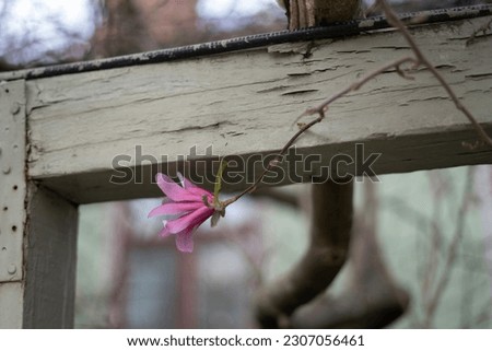 A blooming magnolia flower bud on the branch on the top of a wooden fence.