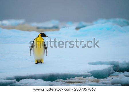 Emperor penguin in Natarctica standing and walk on snow
