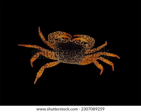 Parathelphusa pantherine isolated on black background. Panther crab. Leopard crab.