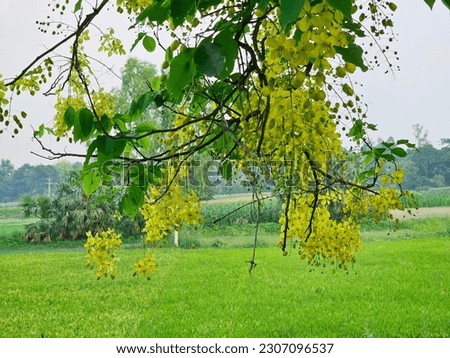 A tree with yellow flowers in a field
