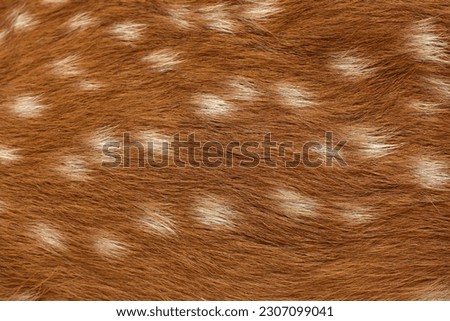 female sika deer fur texture Cute wild animal concept, brown deer and fur pattern background.