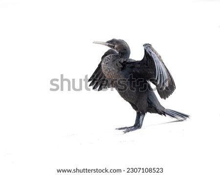Close up of isolated cormorant spreading wings in high key photo with copy space.