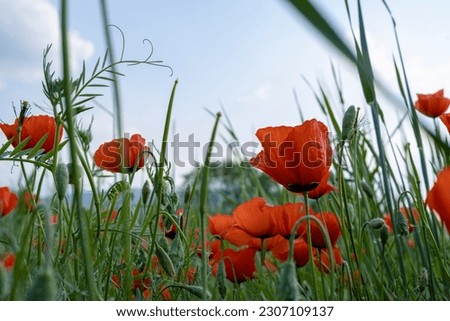 Red poppies in the field, the season of blooming fields.