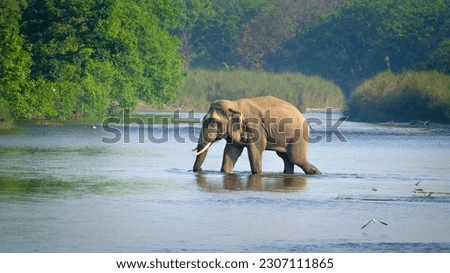 Wild Asian Elephant, Bardia National Park, Nepal Royalty-Free Stock Photo #2307111865