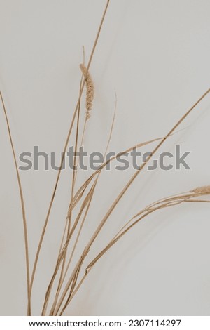 Dried grass over white wall. Home decorations concept in neutral beige colours