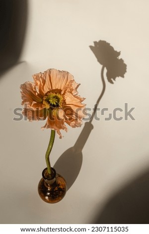 Beautiful peach pink poppy flower with sunlight shadows on neutral pastel tan beige background. Aesthetic minimal floral composition with sun light shade