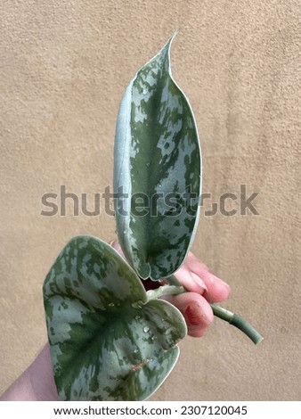 Air purifying trailing  natural houseplant selective focus
