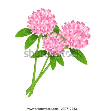 Bouquet of wild clover flowers with leaves on a white background. Postcard, botanical illustration