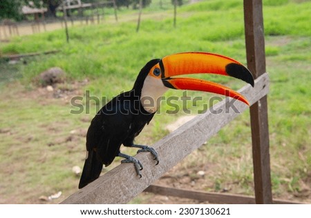 image of toucan with beak outside. toucan with beak outdoor. toucan with beak in wildlife.