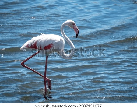 Elegant pink flamingos framed by blue water.