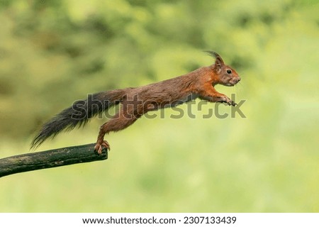 Beautiful Red Squirrel (Sciurus vulgaris) jumping in the forest of Noord Brabant in the Netherlands.
                                                              