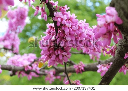 Close up of branches Cercis siliquastrum or Juda tree with lush pink flowers  Royalty-Free Stock Photo #2307139401
