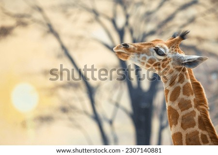 Young giraffe against trees and the backdrop of sunset. Real photography