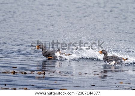 Flying Steamer Duck (Tachyeres patachonicus) - pair flying in Beagle Channel, Tierra Del Fuego National Park, Ushuaia, Argentina Royalty-Free Stock Photo #2307144577